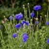 cornflower blue acne treatment