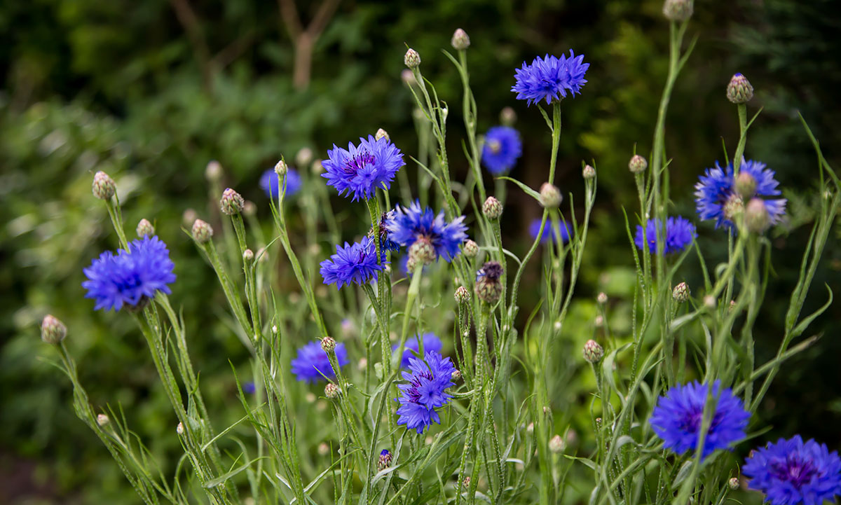 cornflower blue acne treatment