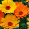 calendula