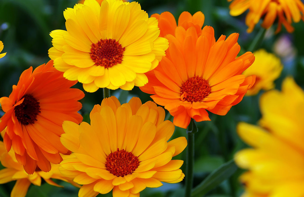 calendula