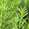 rosemary oil for hair growth