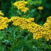 tansy herb