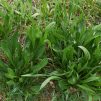 Narrow Leaf Plantain