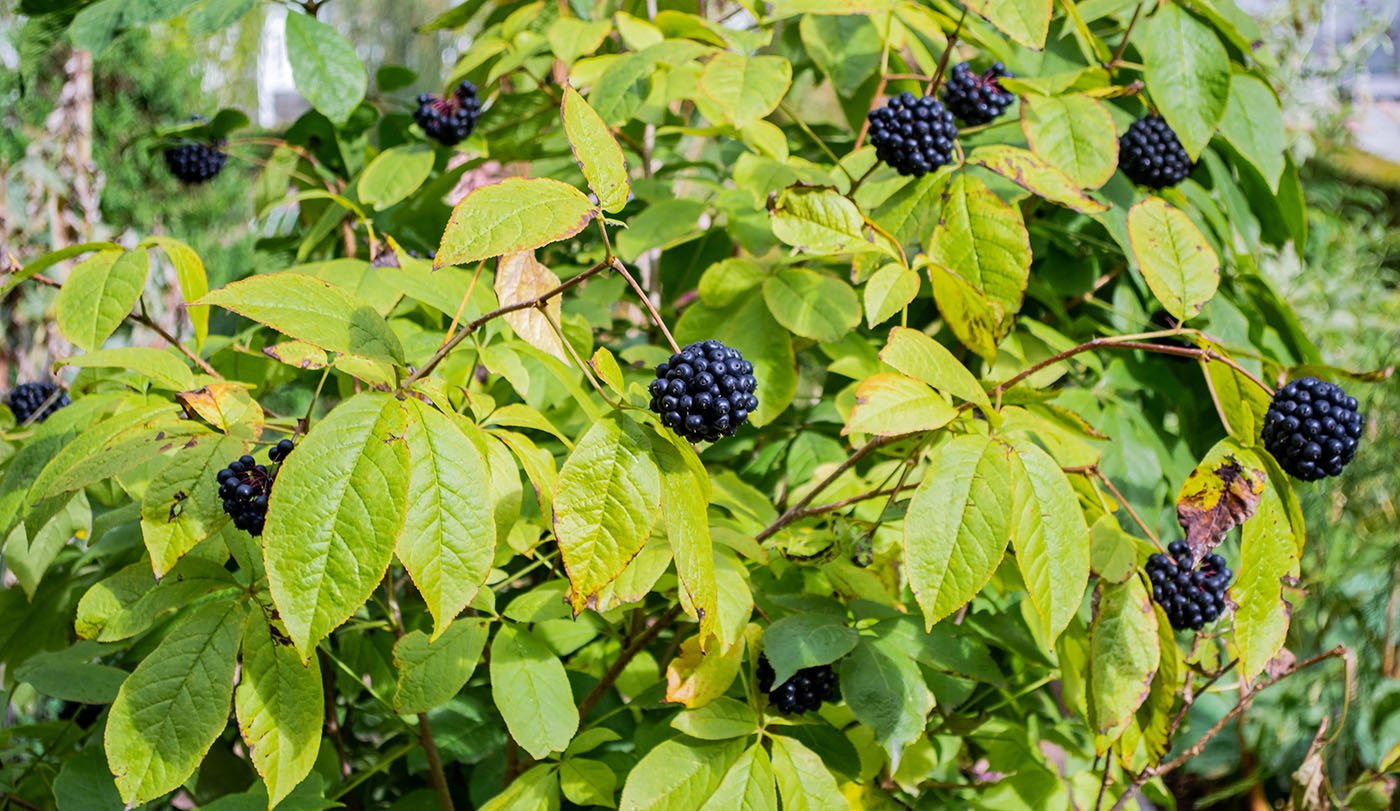 Siberian Ginseng