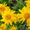 Arnica herb