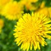 yellow dandelion