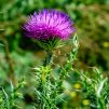 Burdock herb