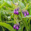 comfrey herb