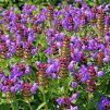 Prunella vulgaris