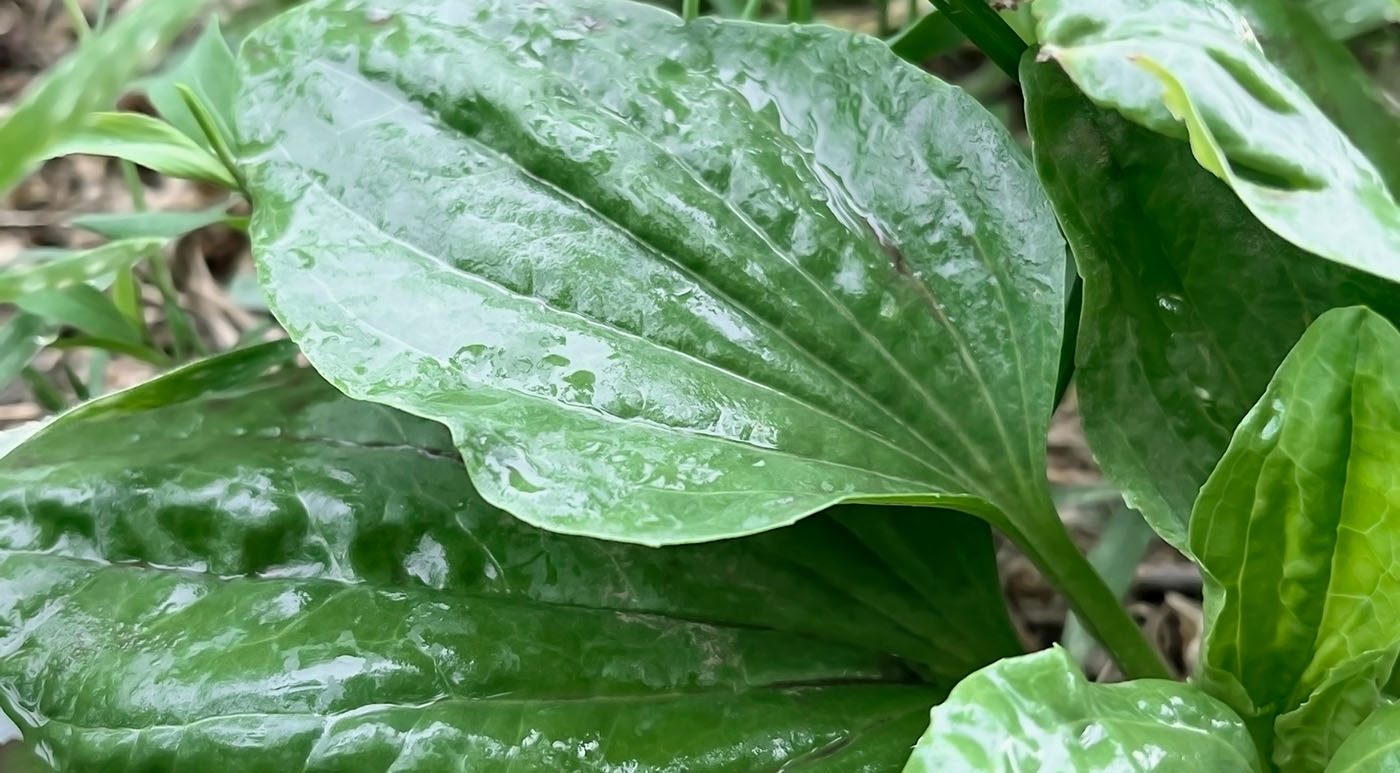 common plantain leaf