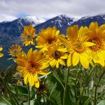 arnica for eczema treatment