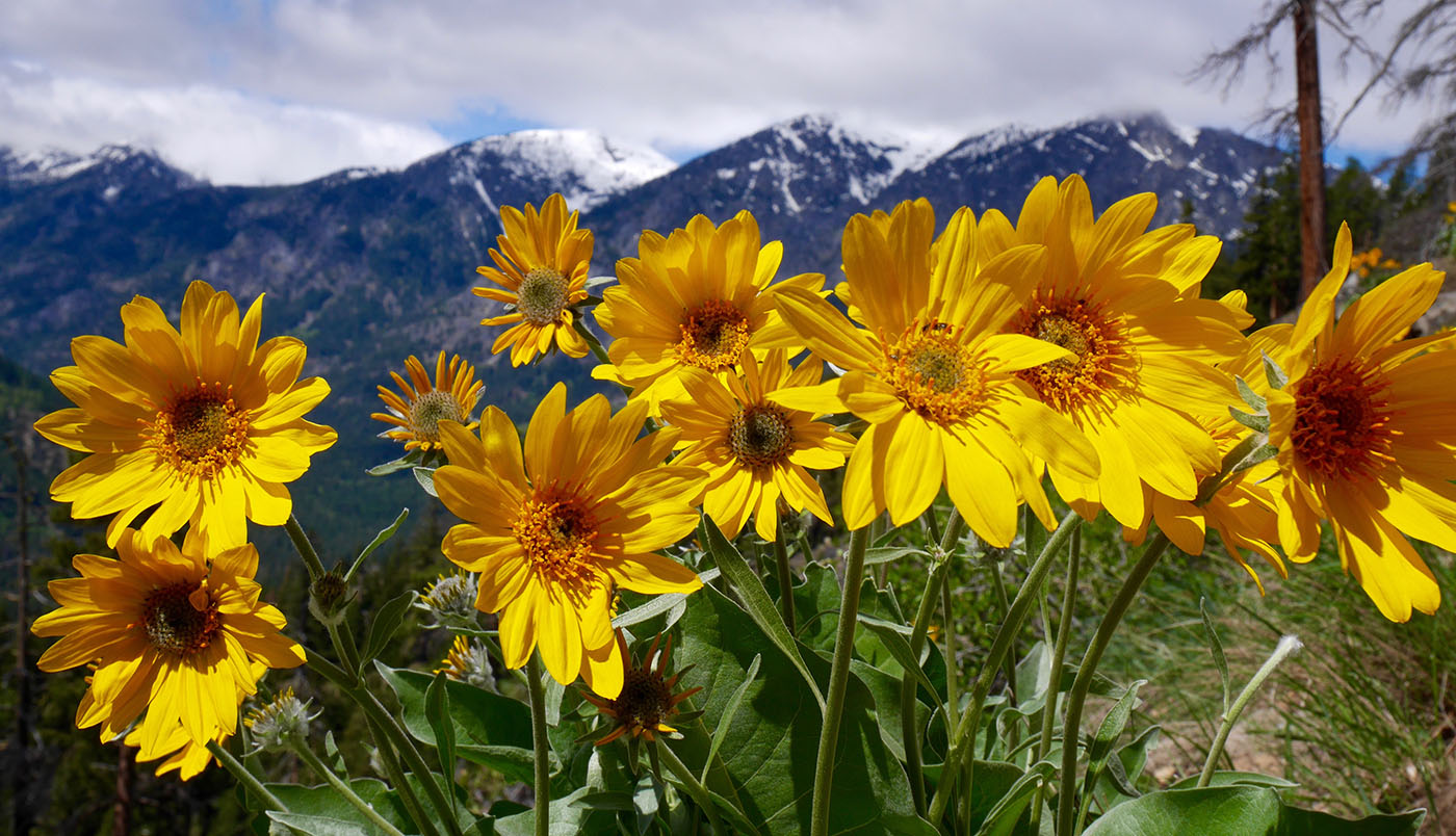 arnica for eczema treatment