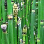 horsetail