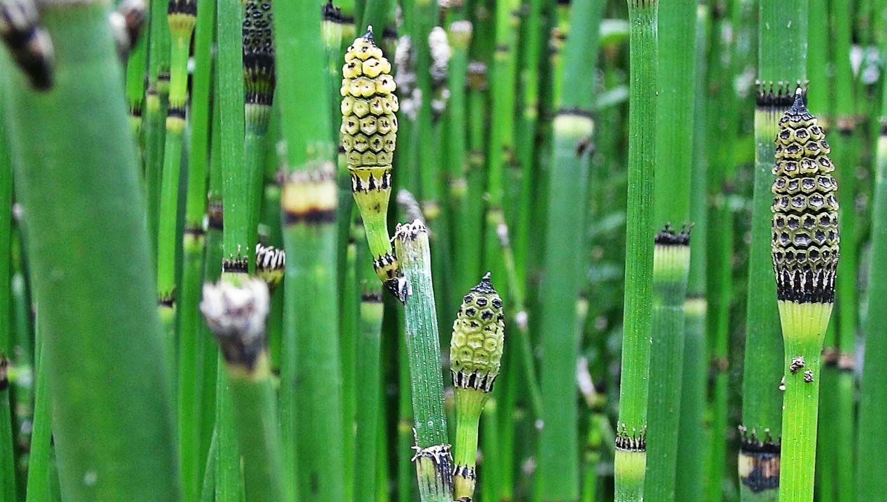 horsetail