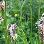 Narrow Leaf Plantain