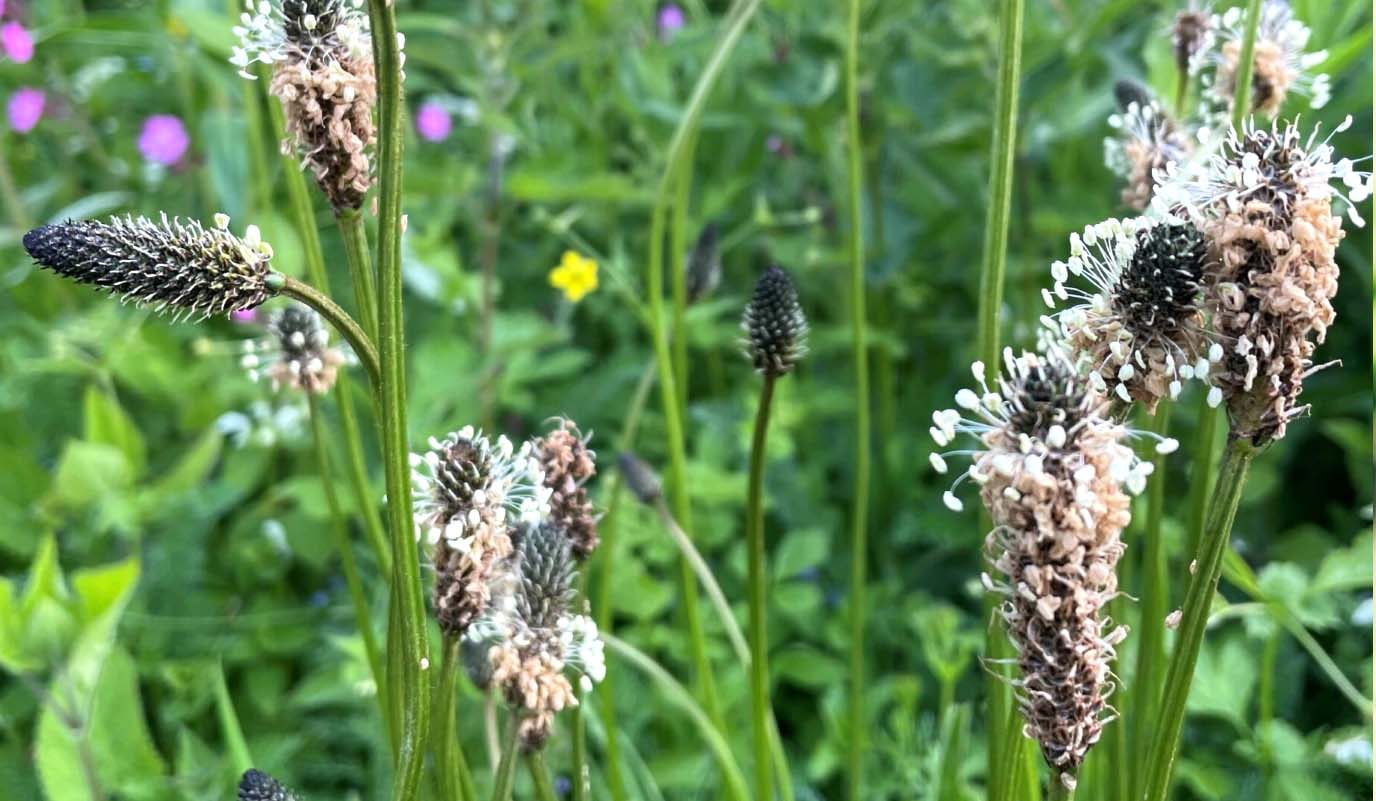 Narrow Leaf Plantain